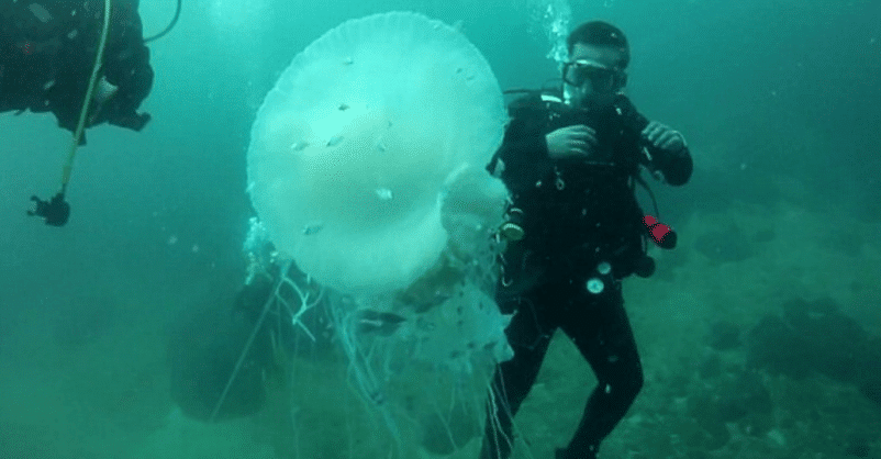 Momento Incre Ble En El Que Un Buzo Se Encuentra Con Una Medusa Gigante