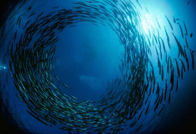 5 de los mejores sitios de buceo en Curazao