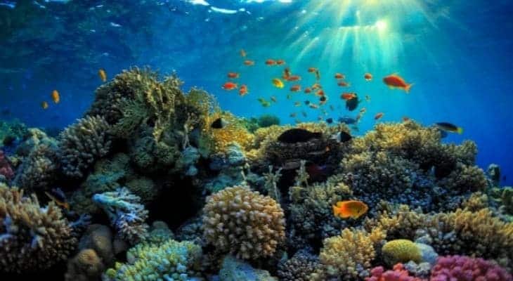 Los 10 mejores sitios de buceo del mundo