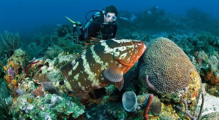 bucear en bonaire