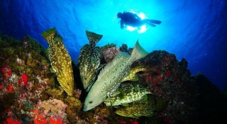 bucear en islas canarias isla del hierro