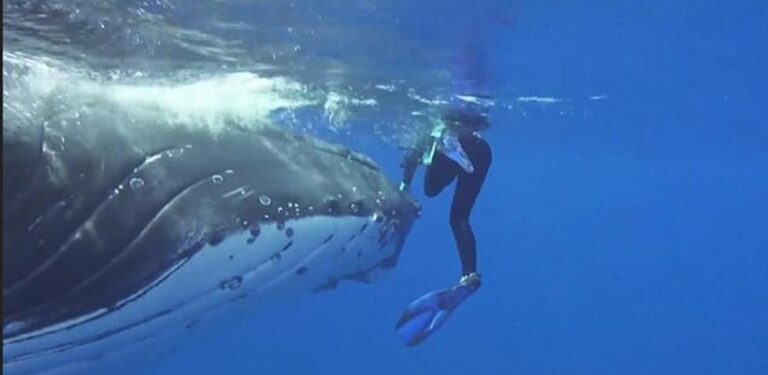 bucear con snorkel con ballenas jorobadas en tonga